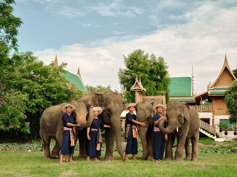 Bangkok Elephant Care Program at Elephant Park